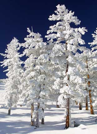 Winter Scene from Chemiclean